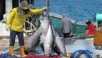 Kuota Tuna Sirip Biru RI Naik 25 Persen jadi 1.670 Ton