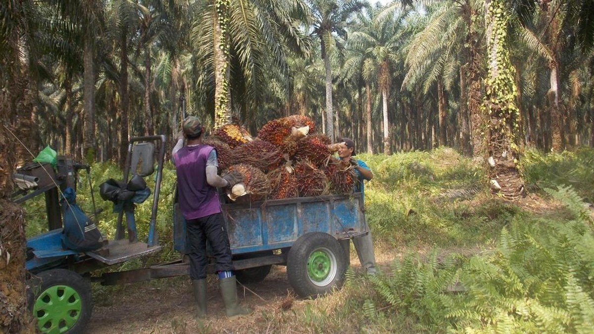 Gangguan Panen Sawit di Kalimantan dan Sumatra Ancam Pasokan CPO Global