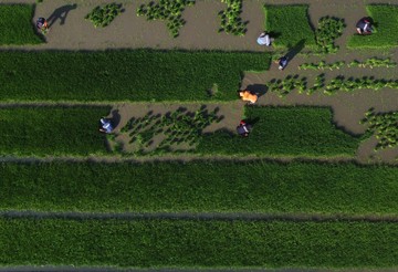 Cetak Sawah 868 Hektare di Sulawesi Barat Ditargetkan Rampung November