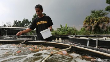 Dari Karyawan ke Pengusaha Nila: Bioflok dan AI di Bogor