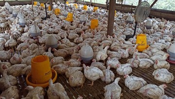 Peternak Minta Pemerintah Stabilkan Pakan dan Harga Ayam
