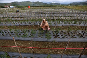 Dari Lahan Lumpur ke Lumbung Pangan, Pidie Jaya Bangkit