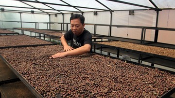Ekspansi Kopi Malang: UMKM Pengolahan Tembus Pasar Global