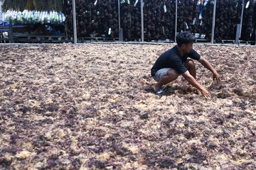 Pengeringan Alami Rumput Laut, Warisan Petani Penjaga Mutu