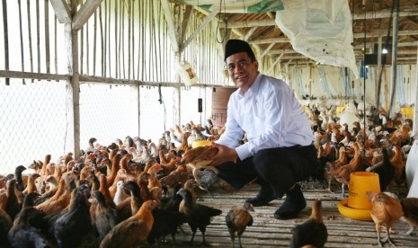 Pemerintah Perketat Regulasi Stabilisasi Rantai Pasok Pakan dan Telur