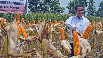 Stok Jagung Pakan di Bulan Kritis, Bulog Dituntut Amankan 250 Ribu Ton