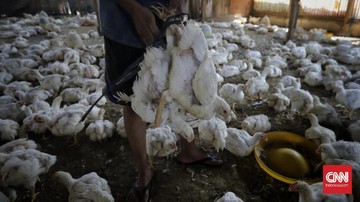Harga Ayam dan Telur Anjlok, 4,8 Juta Peternak di Ambang Kebangkrutan