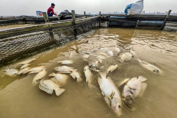 Kemarau Sebulan Tewaskan Ribuan Ikan Keramba Sungai Batanghari