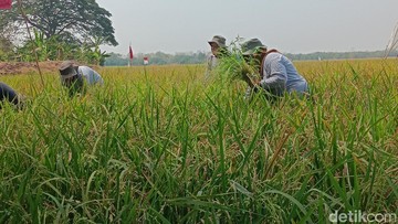 Pertamina Dorong Produktivitas Petani Indramayu Lewat Program Pendampingan
