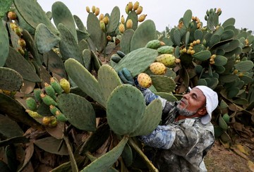 Petani Mesir Andalkan Buah Kaktus di Tengah Kemarau Panjang