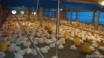 Harga Ayam Anjlok, Peternak Tertekan di Tengah Biaya Produksi