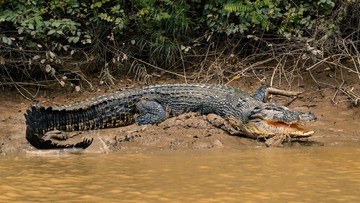 Bocah 10 Tahun Diterkam Buaya di Pandeglang, Bahu Luka Parah