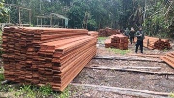 BREAKING: Enam Tersangka Ditetapkan dalam Pembalakan Liar Kerumutan Riau