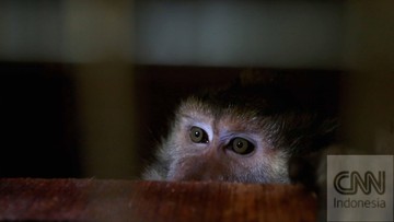 BREAKING: Teror Monyet Ekor Panjang di Inhil, 18 Warga Jadi Korban