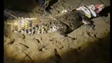 BREAKING: BPBD Evakuasi Buaya Muara 150 Kg dari Pantai Pasir Putih