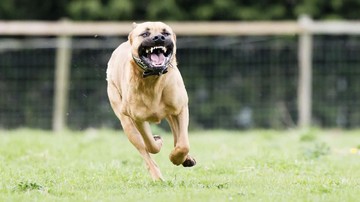 BREAKING: Anjing Pitbull Gigit Anak SD di Bandung, Masuk Karantina