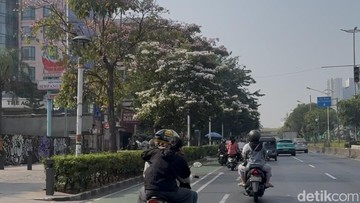 Tabebuya Mekar Penuh di Jakpus, Warga Sebut Refreshing Saat Macet