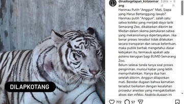 Pemkot Ungkap Penyebab Kematian Harimau Putih Anggun di Semarang Zoo