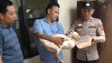 Remaja 17 Tahun di Parung Bogor Curi Angsa Demi Beli Miras