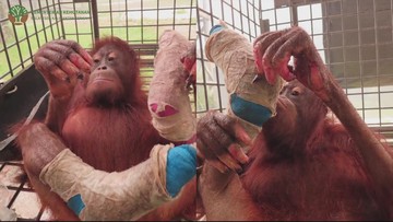 BREAKING: Orang Utan Novita Kehilangan 4 Jari Akibat Karhutla Kalimantan