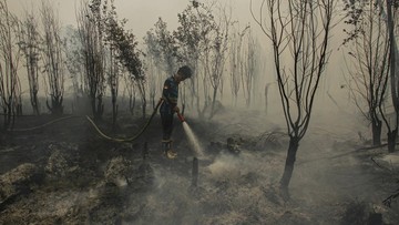 Pemerintah Bentuk Badan Restorasi Gambut dan Mangrove Cegah Karhutla
