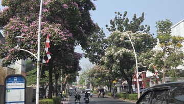 BREAKING: Tabebuya Mekar di Kemang, Warga Ramai Buru Foto ala Jepang