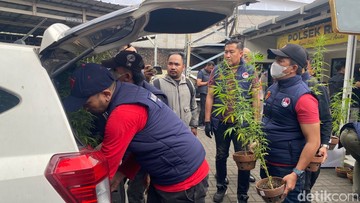 BREAKING: Warga Bandung Tanam Ganja di Rooftop, Benih dari California