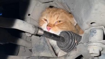 Detik-Detik Damkar Bantul Selamatkan Kucing Oranye dari Kap Mesin Mobil