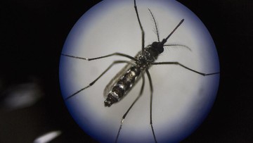Pemkot Jakbar Perluas Program Wolbachia ke Cengkareng Atasi DBD