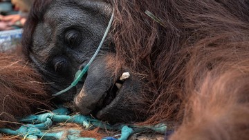Sukhoi RI Tergelincir di Lanud Supadio, Orangutan Pingsan Akibat Karhutla Kalbar
