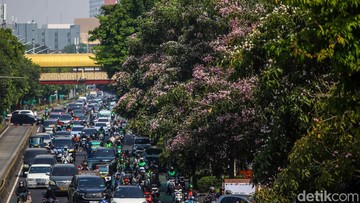 Tabebuya Mekar Serentak, Jakarta Berubah Jadi 'Vibes Jepang'