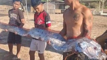 Ikan Kiamat Sepanjang 4 Meter Ditemukan Mati di Pink Beach Lombok