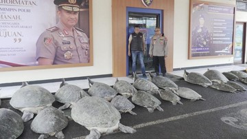 BREAKING: Polda Bali Gagalkan Penyelundupan 22 Penyu Hijau di Serangan