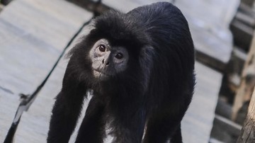 Lutung Jawa 'Momon' Diselamatkan dari Pemilik di Bondowoso