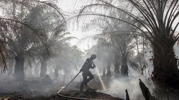 Bareskrim Tetapkan 72 Tersangka Karhutla Terkait Sawit
