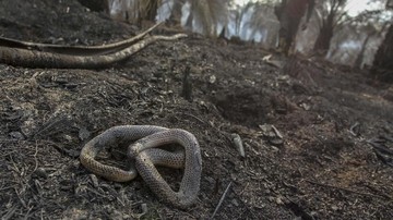 Ular Jadi Korban Terbanyak Karhutla di Kalimantan