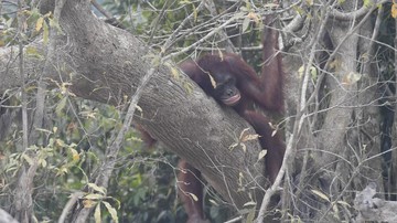 Kepungan Karhutla Ancam Habitat Orangutan Kalimantan