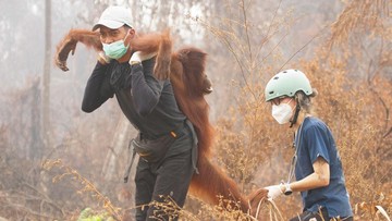 BREAKING: 47 Orang Utan di Palangka Raya Terkena ISPA Akibat Asap Karhutla