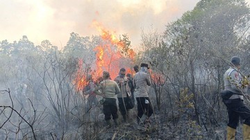 BREAKING: Api Landa 673 Hektare Taman Nasional Way Kambas, Belum Padam