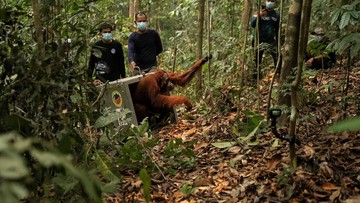 BREAKING: 8 Orangutan Dievakuasi dari Ancaman Karhutla ke Hutan Lindung Ketapang