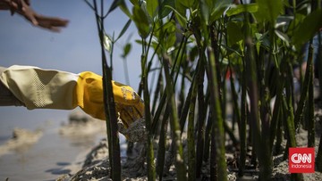 Breaking: Kemenhut Dipilih Pimpin Badan Gambut-Mangrove, Pelantikan Pekan Depan