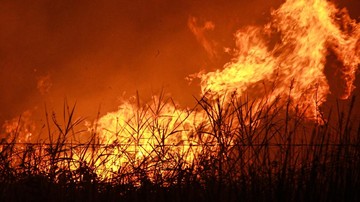 Gubernur Kalteng Nyatakan Tanggap Darurat Karhutla hingga 29 September