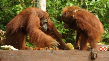 BREAKING: Kebakaran Hanguskan 513,89 Hektare Taman Nasional Tanjung Puting
