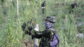 BREAKING: TNI Sita 5.000 Batang Ganja di Yahukimo