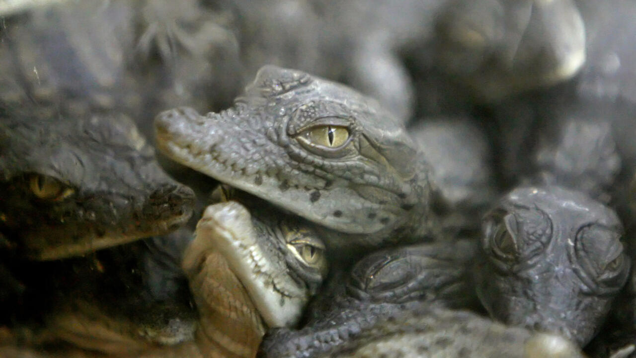 Ten Nile Crocodiles Hatch on Their Own at French Reptile Park After Record Summer Heat
