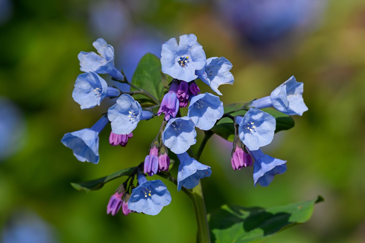 Elegant Bell-Shaped Blooms: 14 Standout Flowers to Transform Your Garden Landscape