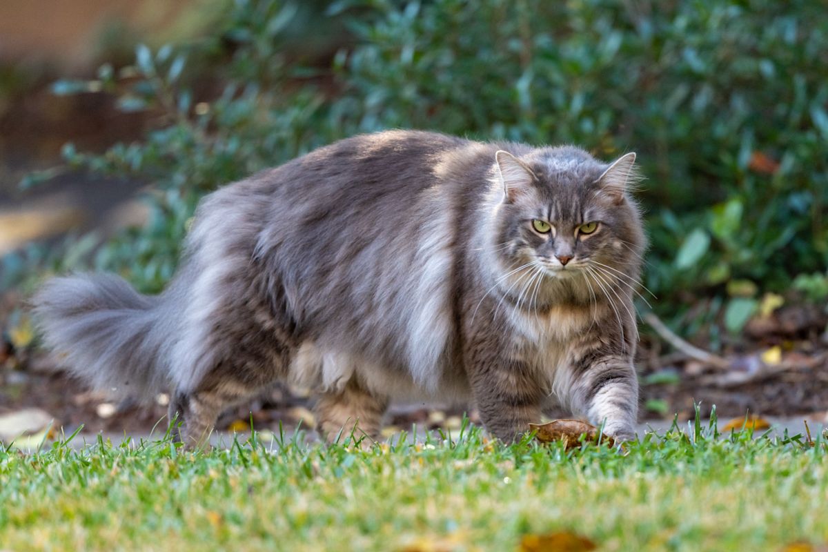 Understanding the Allure and Care Requirements of Popular Long-Haired Cat Breeds