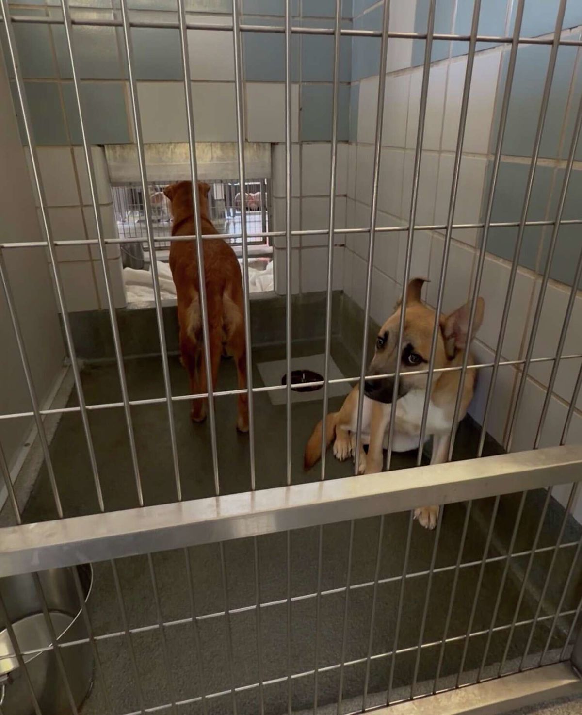 San Antonio Installs Round-the-Clock Microchip Scanners at Fire Stations to Help Reunite Lost Pets