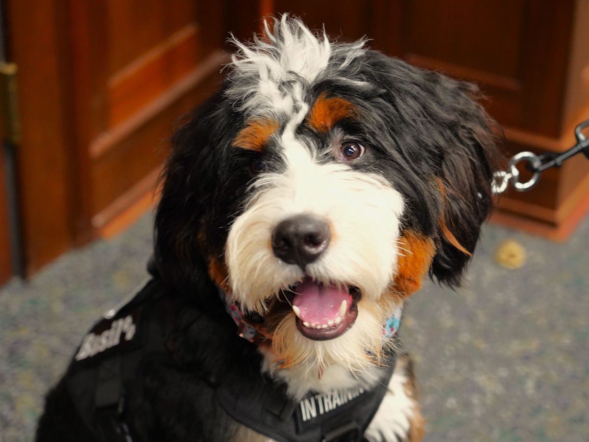 Hamilton County Grand Jurors Navigate Heavy Caseloads with Aid of Canine Companion