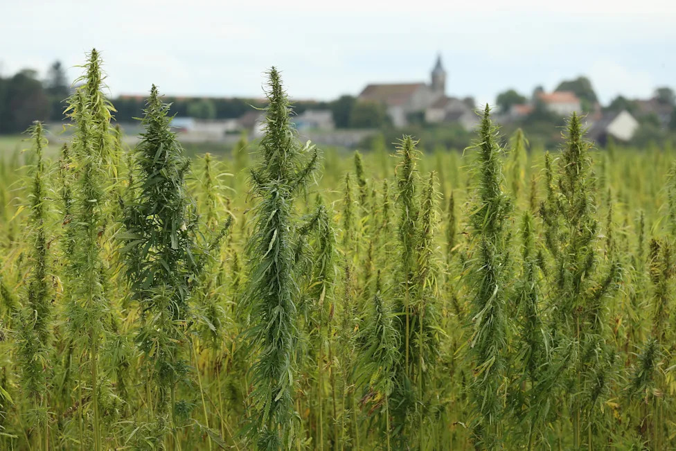 Georgia Supreme Court Limits Police Immunity for Property Damage Following Hemp Farm Raid